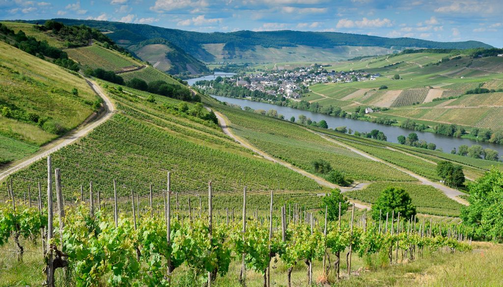 Investir dans le vin via un domaine viticole : les questions essentielles avant de se lancer