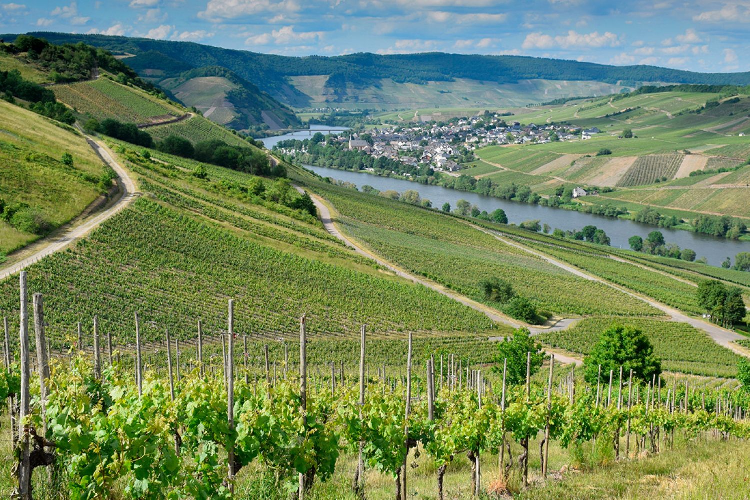 Investir dans le vin via un domaine viticole : les questions essentielles avant de se lancer