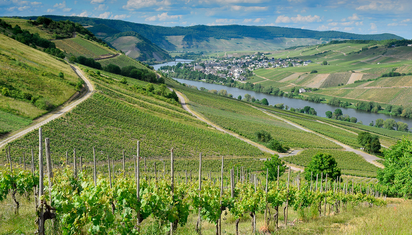 Investir dans le vin via un domaine viticole : les questions essentielles avant de se lancer