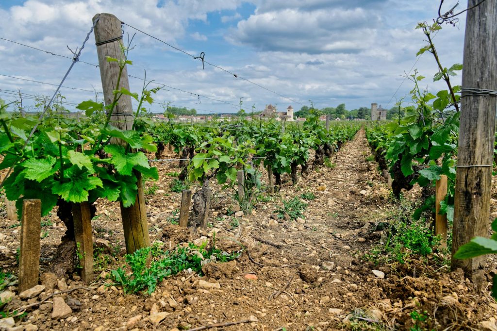 Meilleurs vins Terrasses du Larzac — paysage de vignoble Terrasses du Larzac