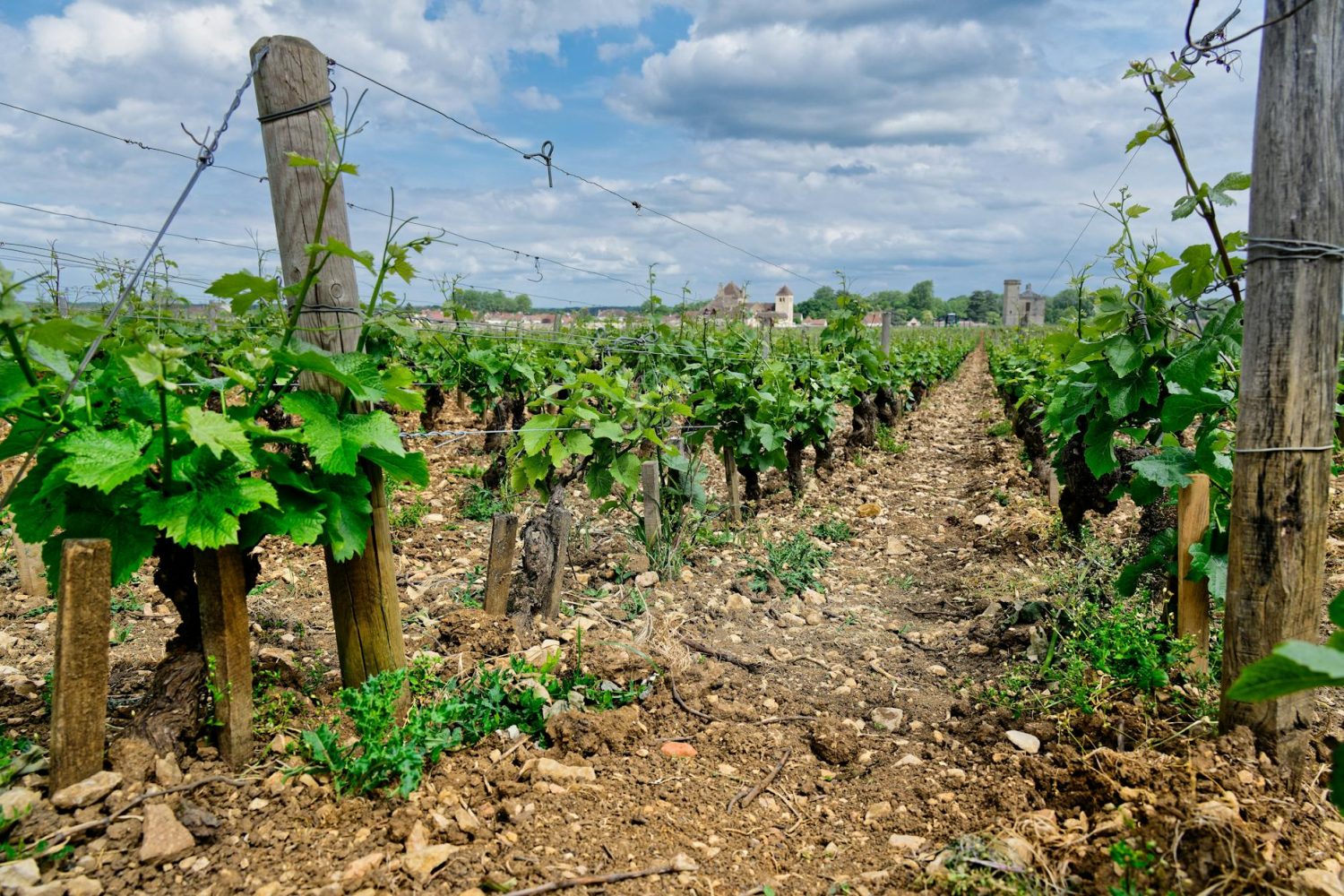Meilleurs vins Terrasses du Larzac : domaines incontournables et conseils de dégustation