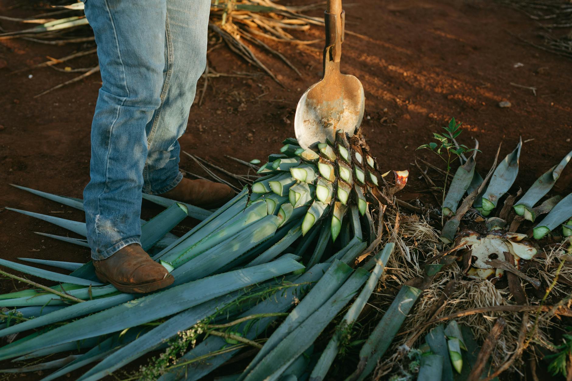 Avec quoi est faite la tequila : l’agave bleu, le cœur d’agave et les autres ingrédients — plante d'agave bleu production tequila