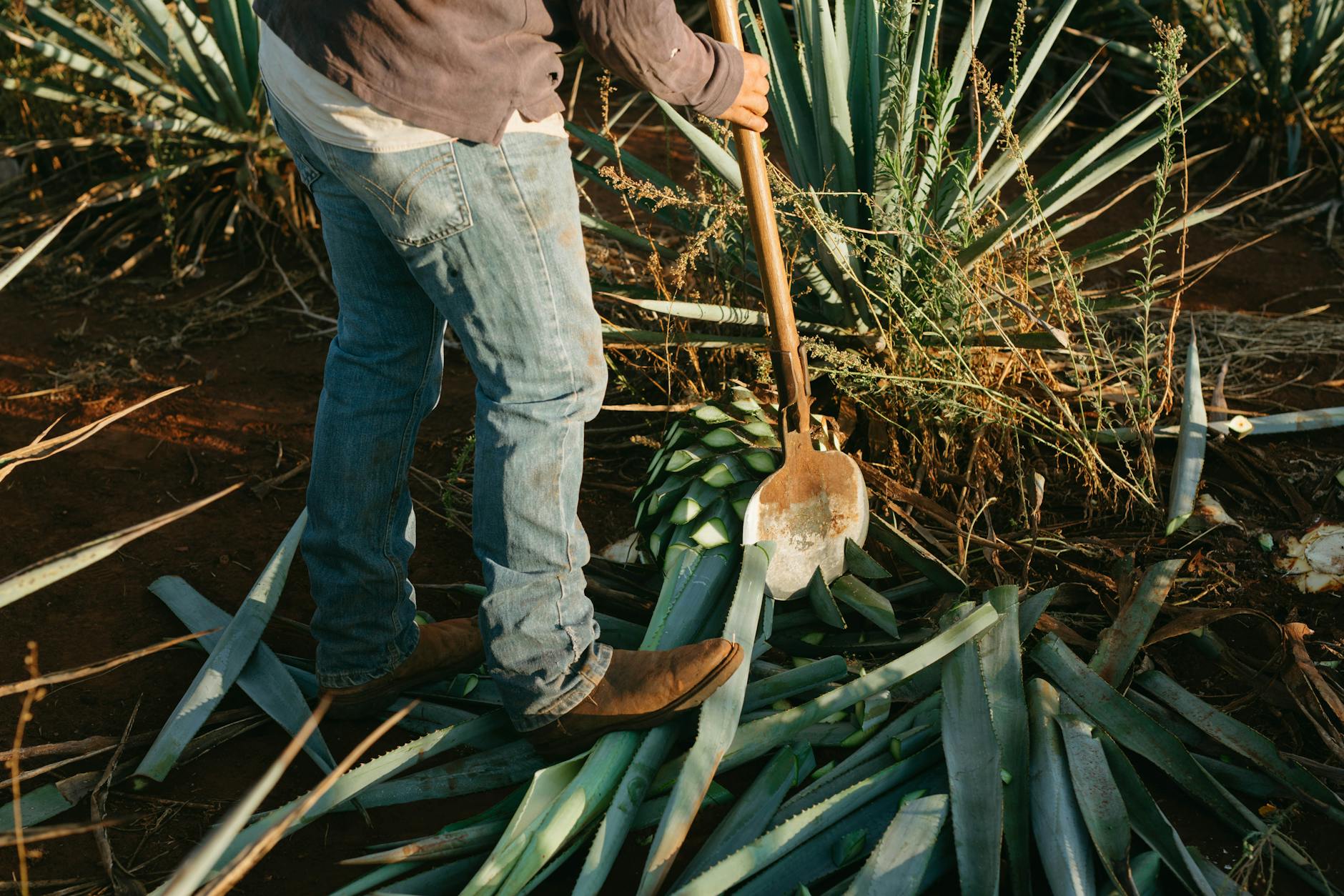 Avec quoi est faite la — plante d'agave bleu production tequila