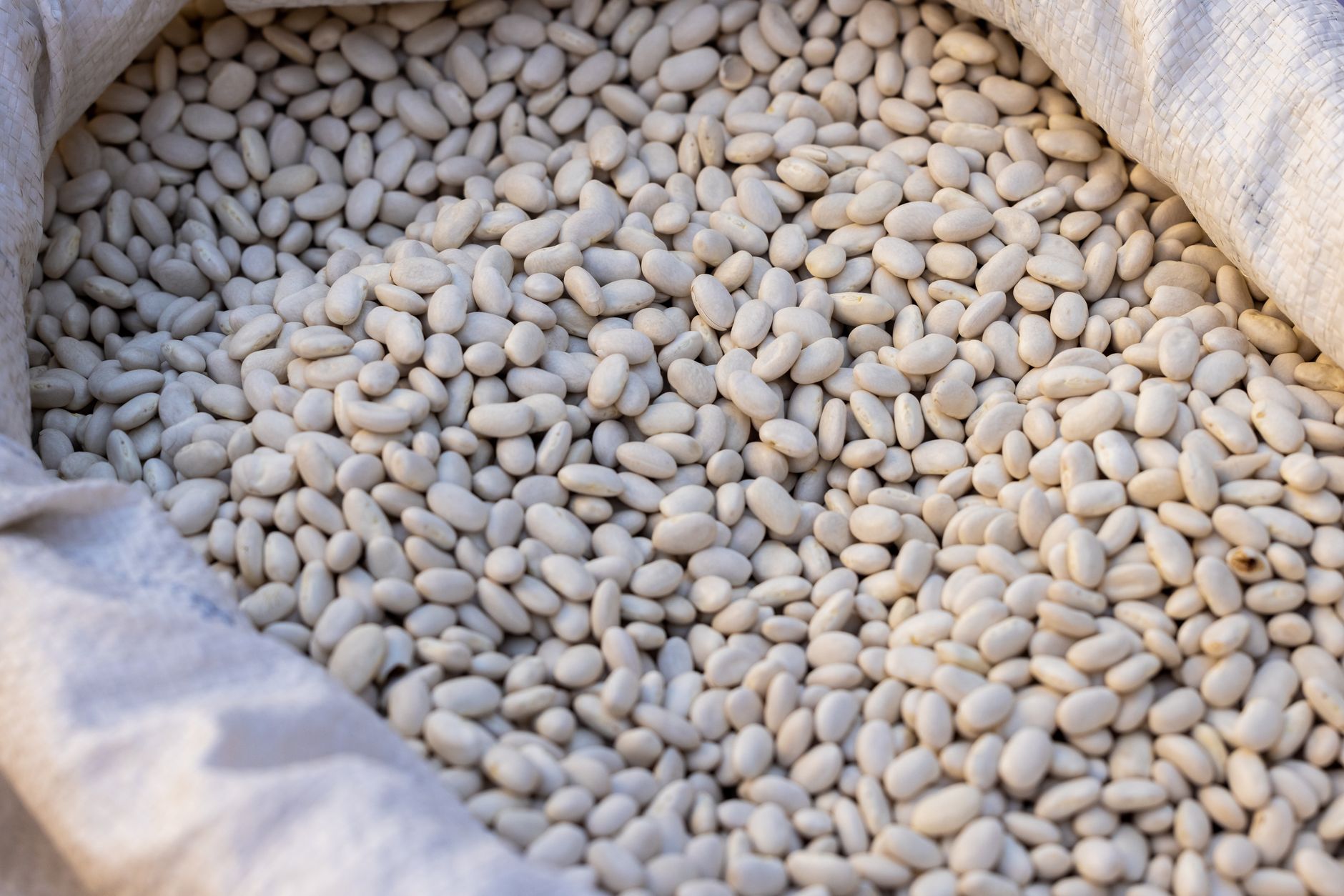 Temps de cuisson des haricots blancs frais au Cookeo : repères précis et erreurs à éviter — haricots blancs frais en cuisson