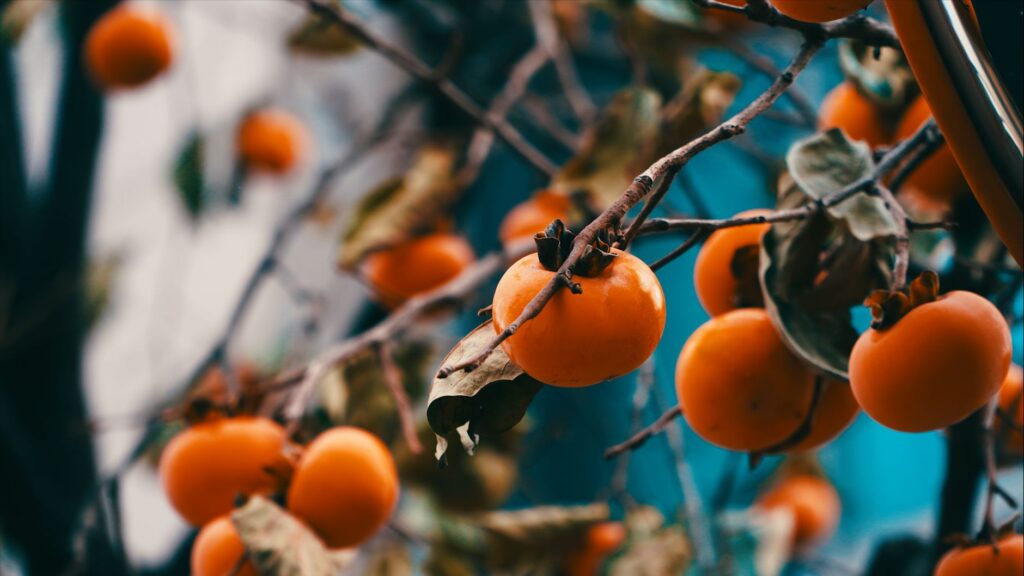 Comment faire mûrir des kakis — kakis mûrs sur une branche d'arbre