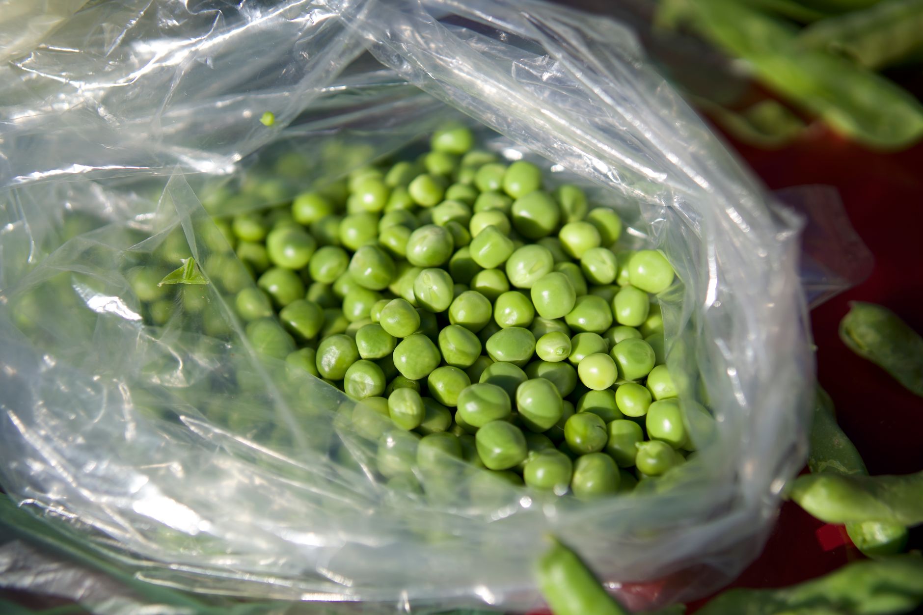 En bref : le temps de cuisson des petits pois frais — petits pois frais en train de cuire